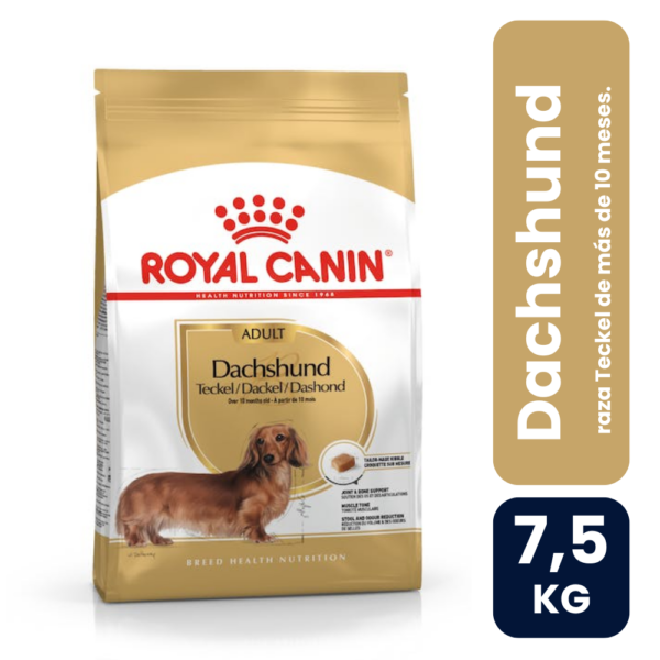 Dachshund adulto 7.5