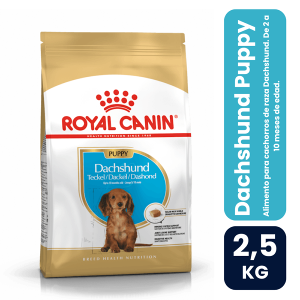 Dachshund pupy 2.5