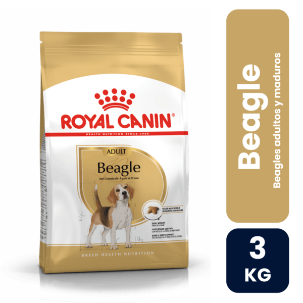 beagle