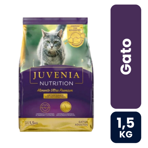 gato