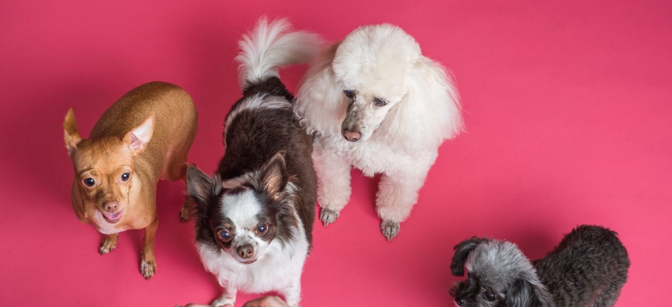 pexels-goochie-poochie-grooming-3299906