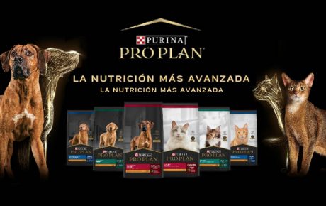 pro-plan-responsive